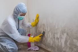 Trusted Social Circle, GA Mold Removal Experts